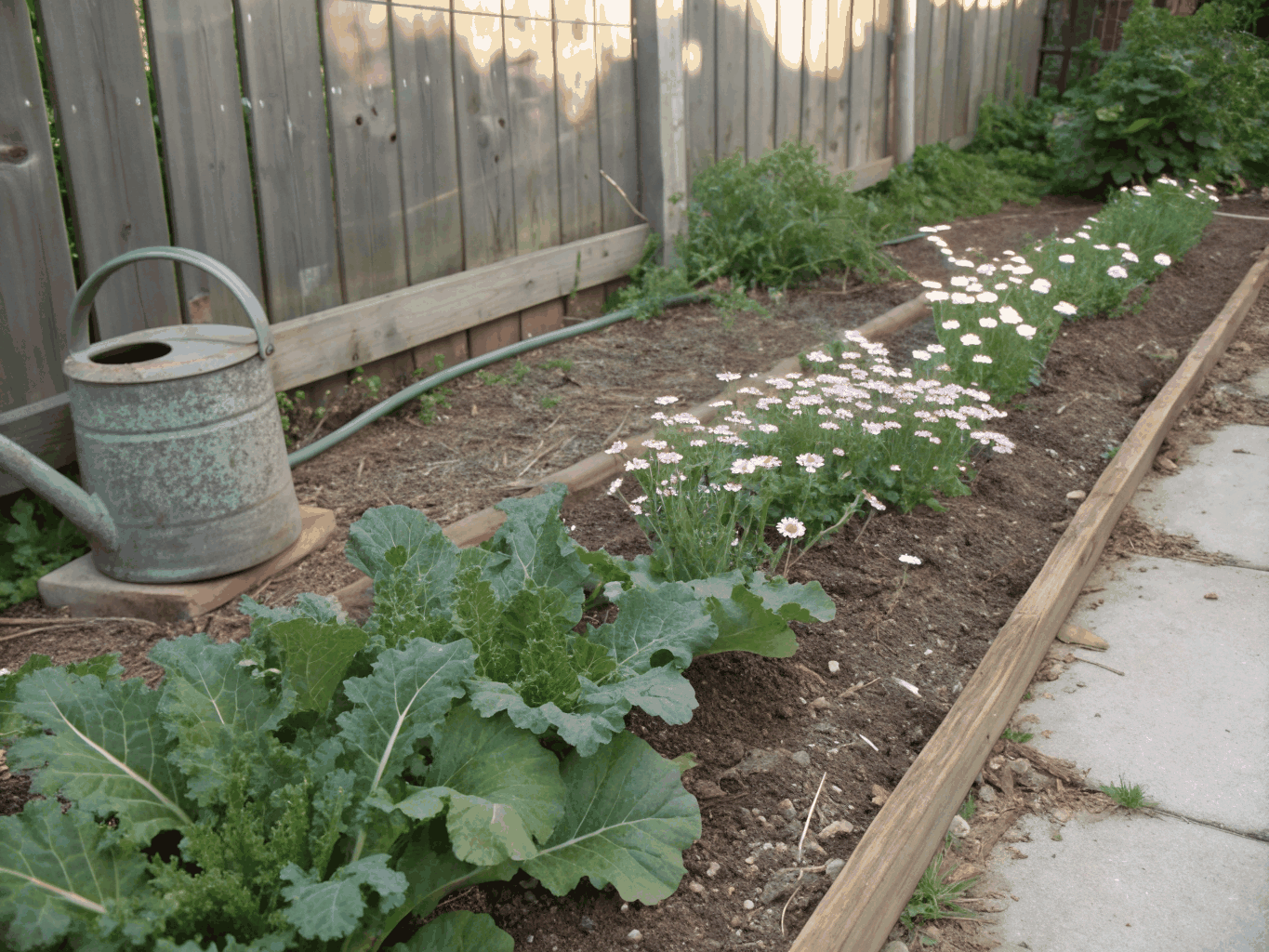 Deep green lacinato kale plants flourishing in a patio garden